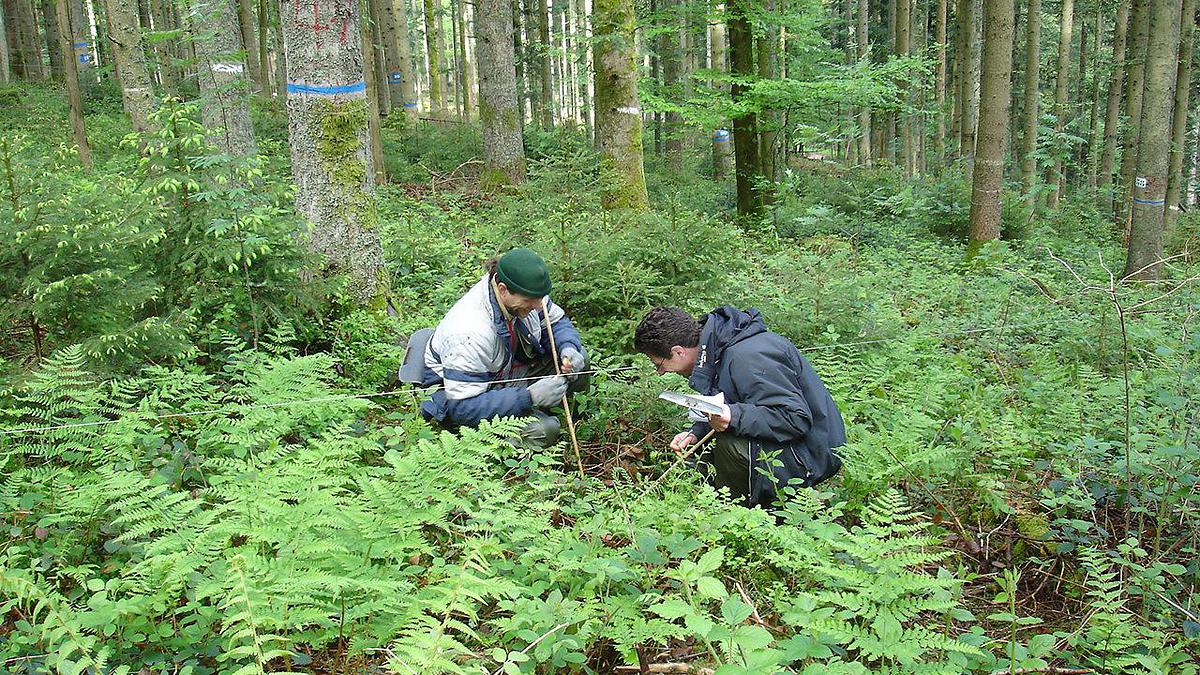 Botanistes réalisant un inventaire de la flore