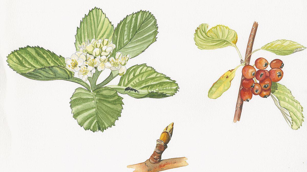 Alisier blanc - Sobus aria L.