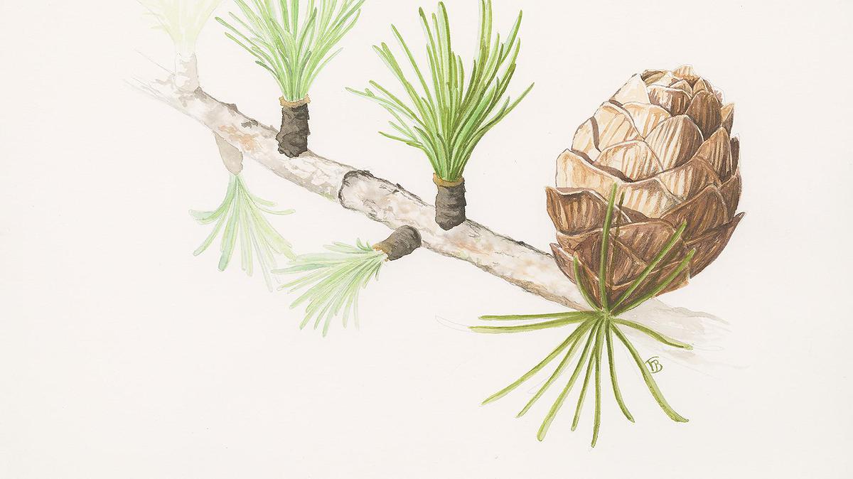 Mélèze d'Europe - Larix decidua Mill.