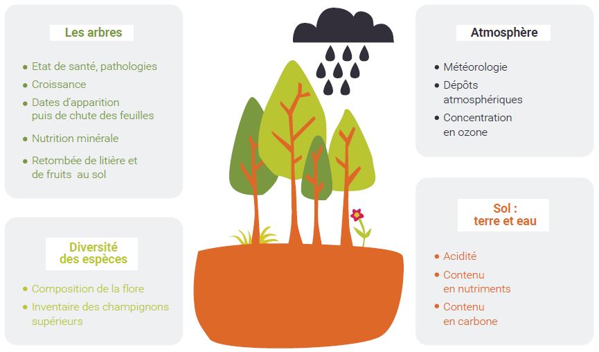 Les composantes de l'écosystème forestier observées dans le réseau RENECOFOR