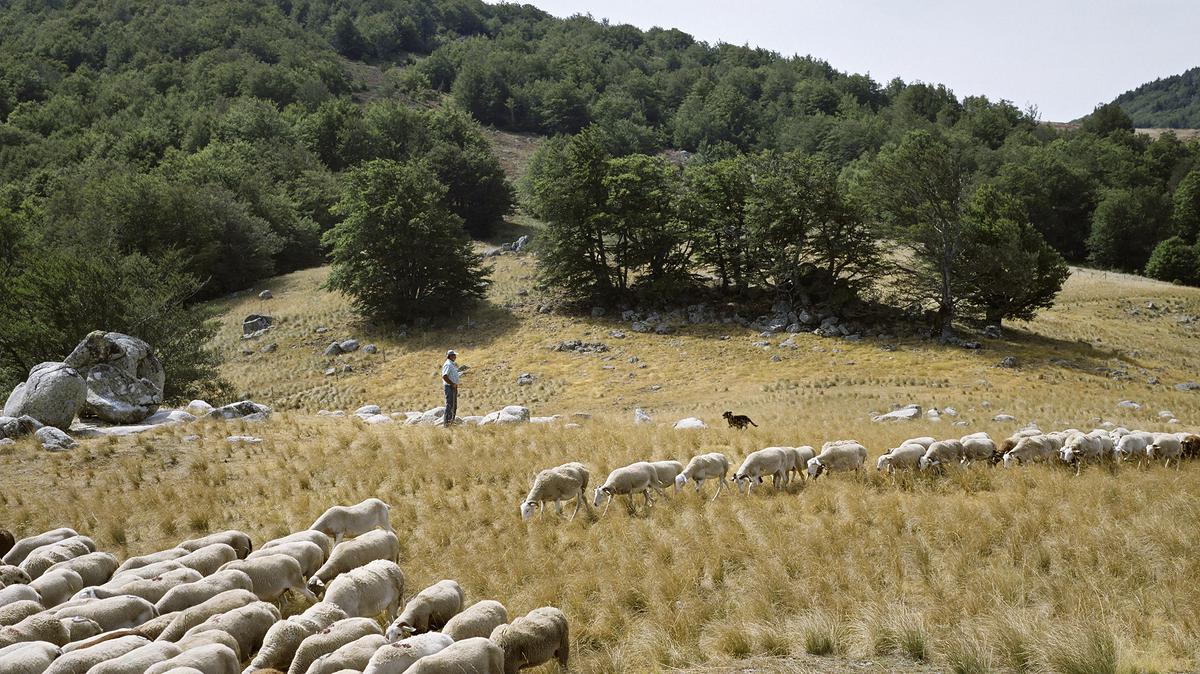 Forêt domaniale de l’Aigoual (Occitanie)