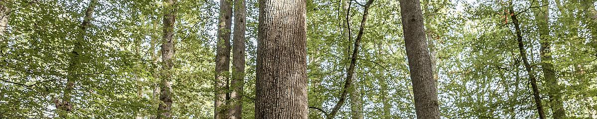 Forêt communale de La Londe-Rouvray (Seine-Maritime)