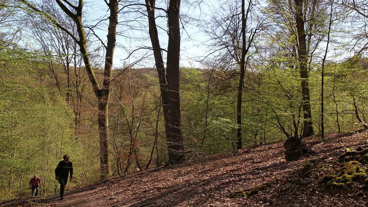 Forêt domaniale de La Londe-Rouvray (Seine-Maritime)