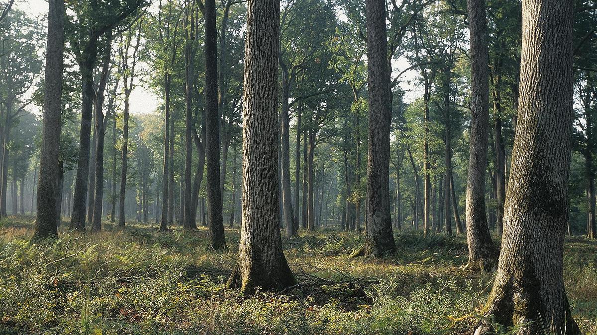 Forêt domaniale de Tronçais (Allier)