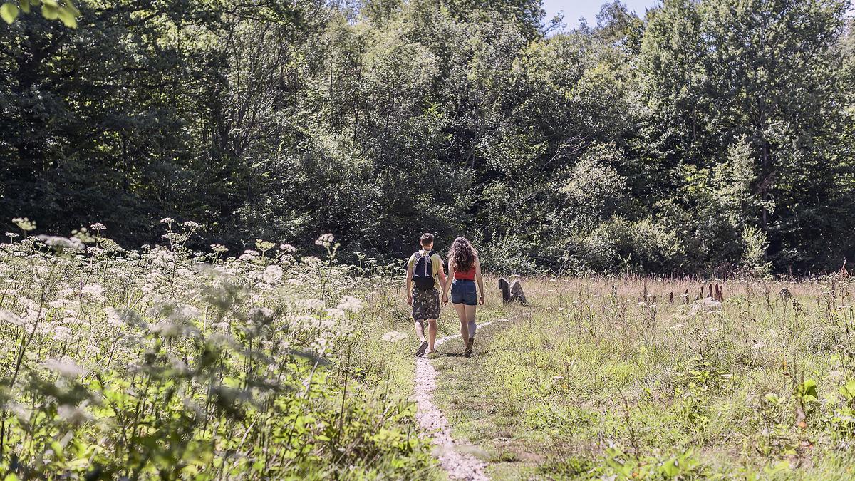 Forêt de Montmorency (Val-d’Oise)