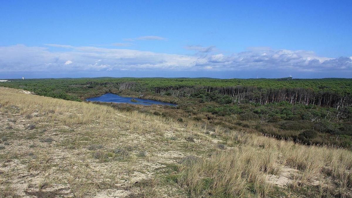 Forêt domaniale de Mimizan (Landes)