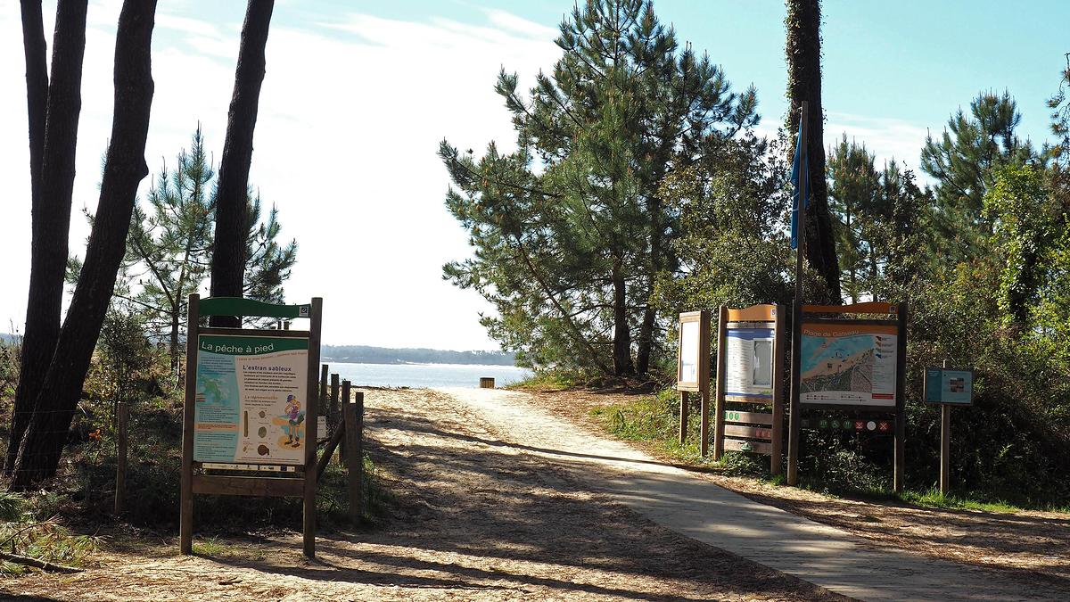 Forêt domaniale d’Oléron (Charente-Maritime)