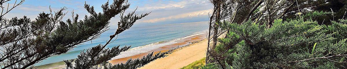 La dune en protection avec la forêt littorale de l'Ile de Ré face au vent