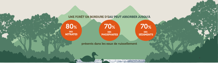 La forêt, un filtre pour l'air et l'eau