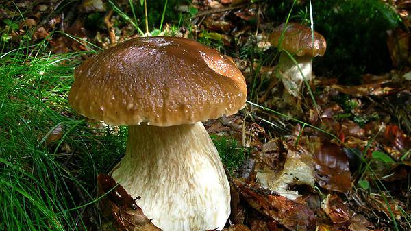 photo de champignons en forêt