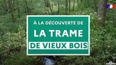 Vidéo trame de vieux bois en forêts publiques françaises