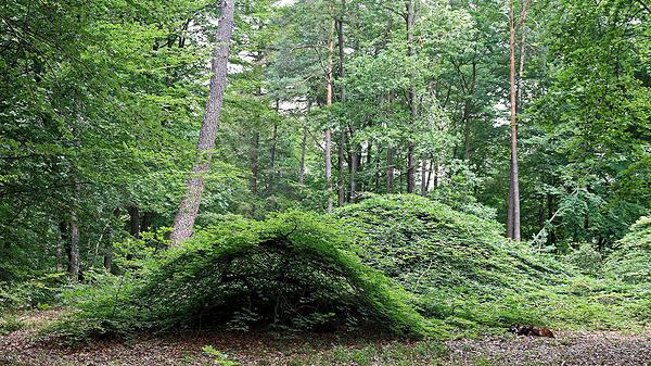 Photo de paysage de la forêt domaniale de Verzy